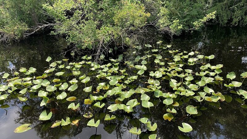Fenwick-Hollowell Wetlands Trail - Elizabeth City, NC