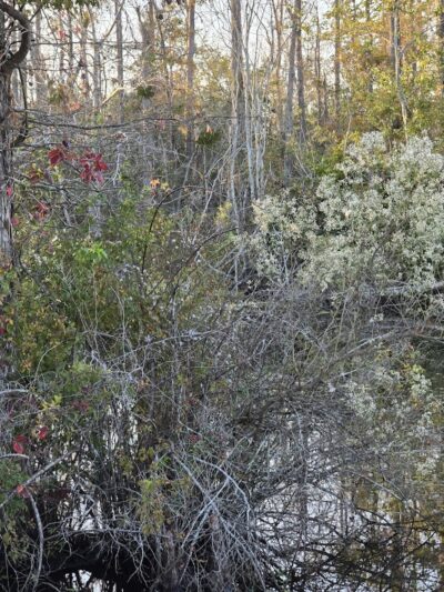 Fenwick-Hollowell Wetlands Trail - Elizabeth City, NC