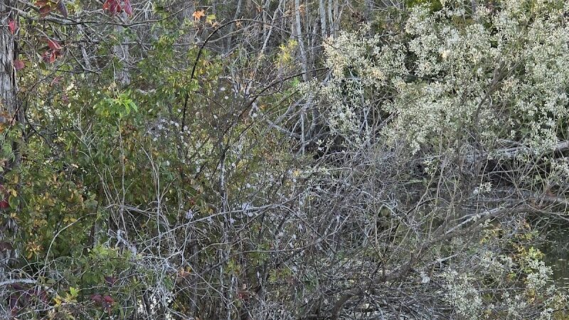 Fenwick-Hollowell Wetlands Trail - Elizabeth City, NC