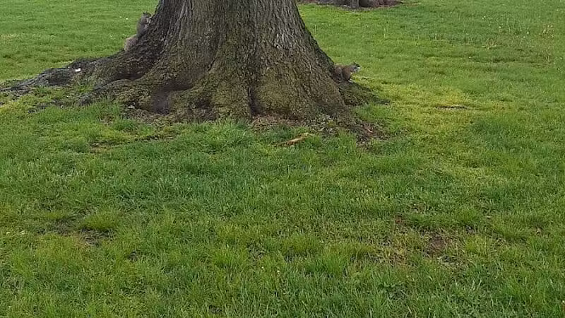 Carteret Park - Elizabeth, NJ