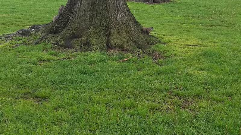 Carteret Park - Elizabeth, NJ