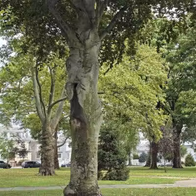 Carteret Park - Elizabeth, NJ