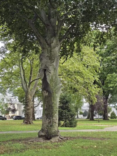 Carteret Park - Elizabeth, NJ