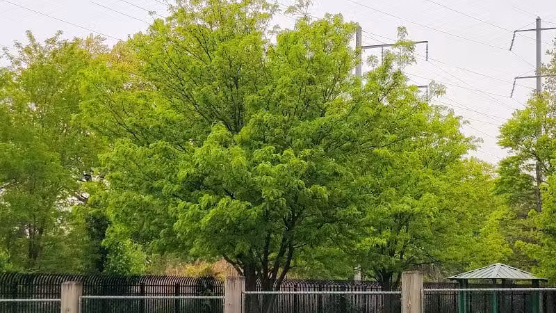 Fairmount Park - Elizabeth, NJ