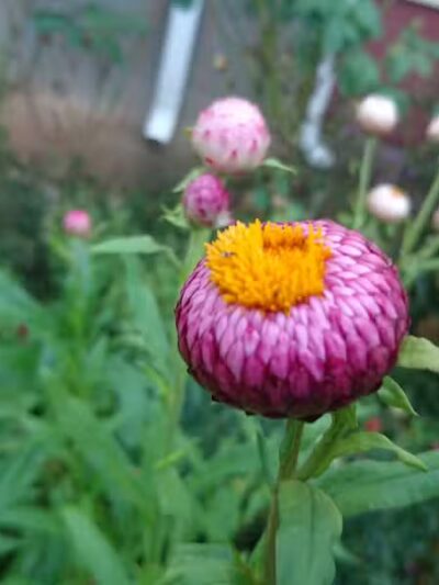 Fairmount Park - Elizabeth, NJ