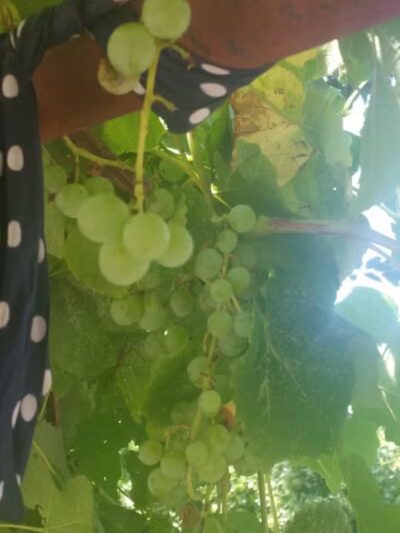 Florida Saint Playfield - Elizabeth, NJ