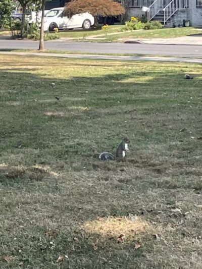 Kellogg Park - Elizabeth, NJ