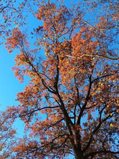 Kellogg Park - Elizabeth, NJ