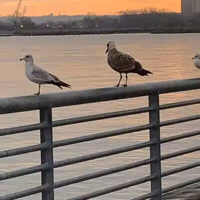 Marciante-Jackson-Millet Park - Elizabeth, NJ