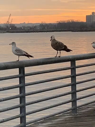 Marciante-Jackson-Millet Park - Elizabeth, NJ