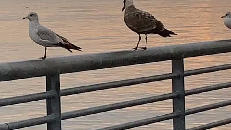 Marciante-Jackson-Millet Park - Elizabeth, NJ