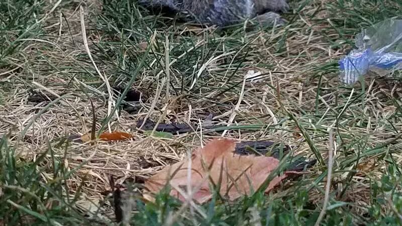 Phil Rizzuto Park - Elizabeth, NJ