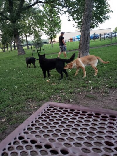 Otsego Dog Park - Elk River, MN