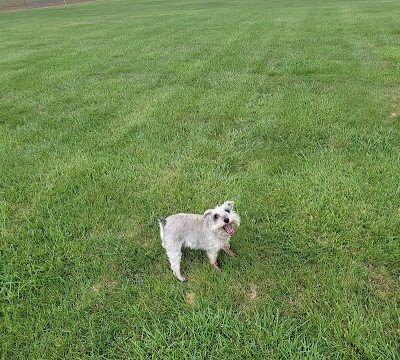 Otsego Dog Park - Elk River, MN
