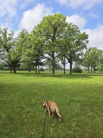 Otsego Dog Park - Elk River, MN