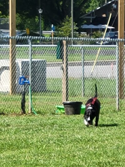 Friends of Elkin Dog Park - Elkin, NC