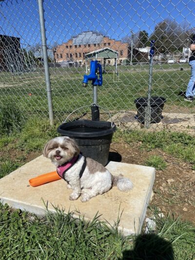 Friends of Elkin Dog Park - Elkin, NC