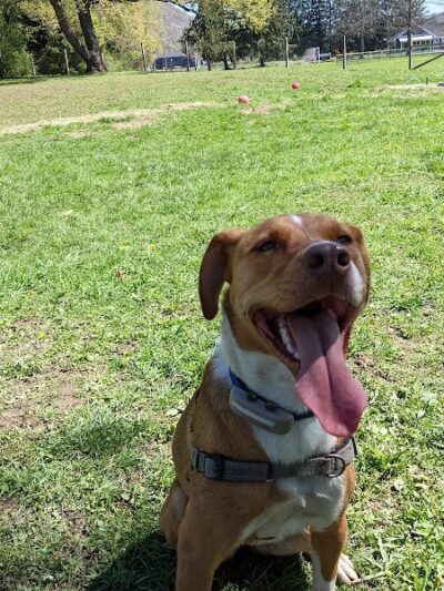 Elmers Dog Park - Ellicottville, NY