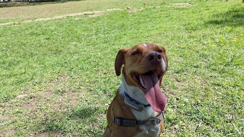 Elmers Dog Park - Ellicottville, NY