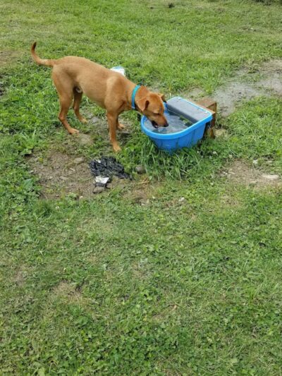 Elmers Dog Park - Ellicottville, NY