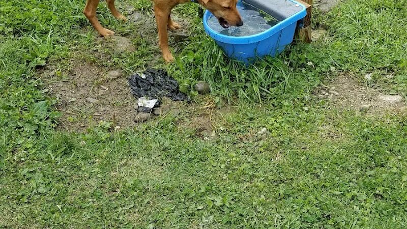 Elmers Dog Park - Ellicottville, NY