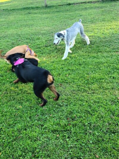 Elmers Dog Park - Ellicottville, NY