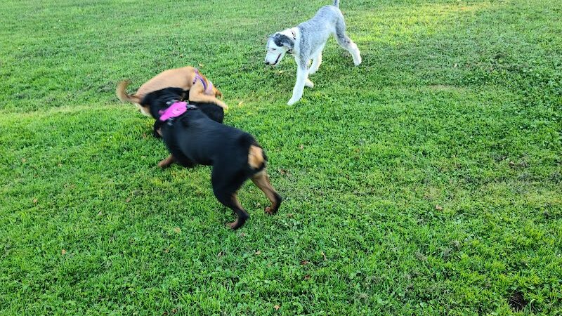 Elmers Dog Park - Ellicottville, NY