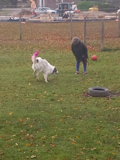 Elmers Dog Park - Ellicottville, NY