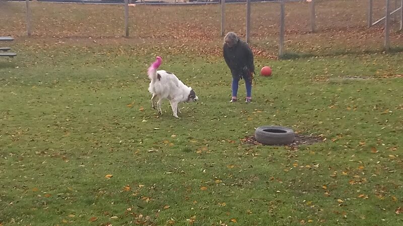 Elmers Dog Park - Ellicottville, NY