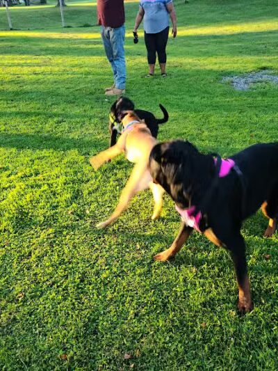 Elmers Dog Park - Ellicottville, NY