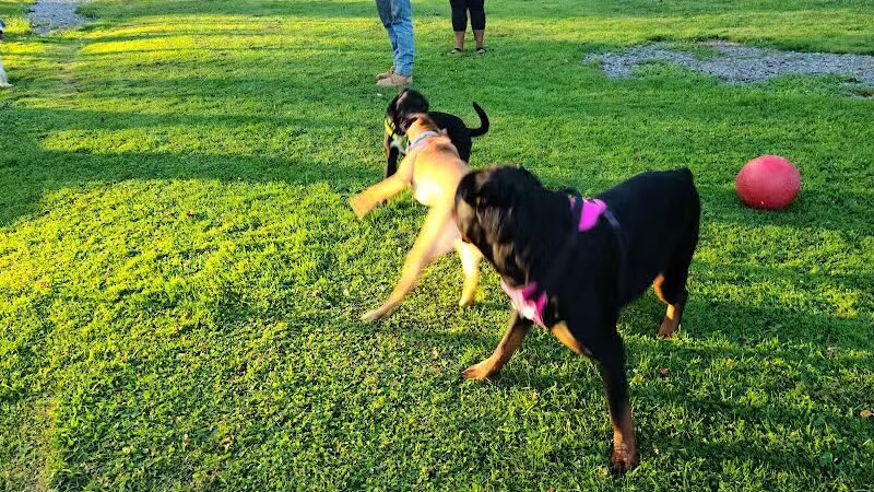Elmers Dog Park - Ellicottville, NY