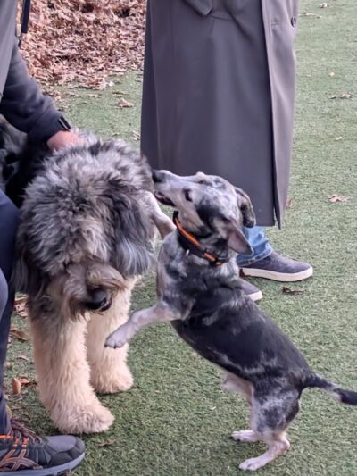 Bluebird Dog Park - Ellisville, MO