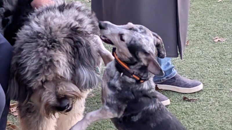 Bluebird Dog Park - Ellisville, MO