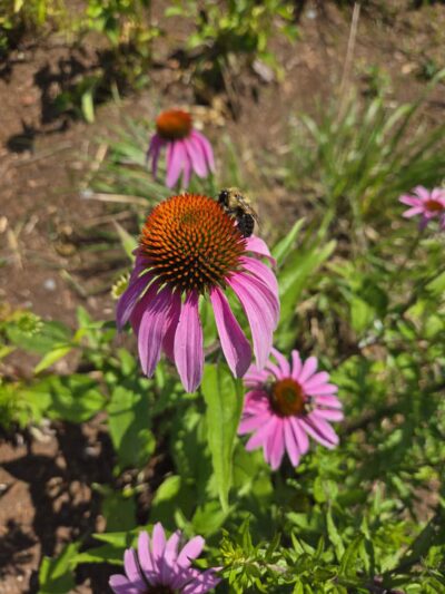 Knowlton Park - Ellsworth, ME