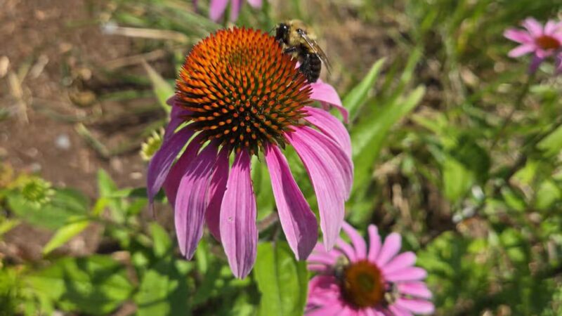 Knowlton Park - Ellsworth, ME