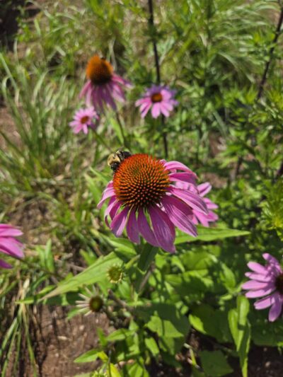 Knowlton Park - Ellsworth, ME