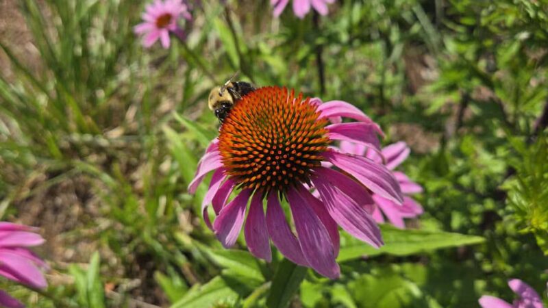 Knowlton Park - Ellsworth, ME