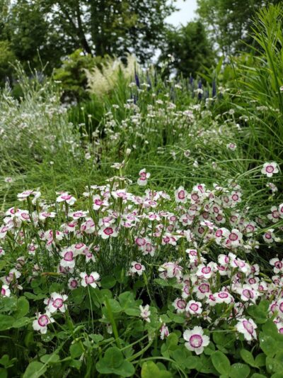 Donald Little Park - Ellsworth, ME