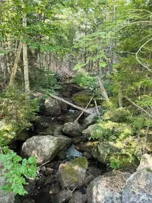 Meadowbrook Forest - Blue Hill Heritage Trust - Ellsworth, ME