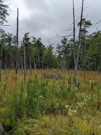 Meadowbrook Forest - Blue Hill Heritage Trust - Ellsworth, ME