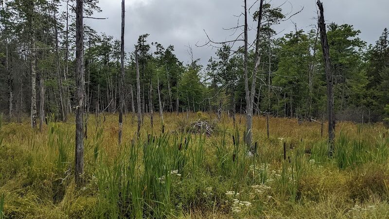Meadowbrook Forest - Blue Hill Heritage Trust - Ellsworth, ME