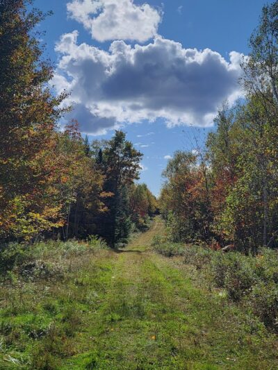 Meadowbrook Forest - Blue Hill Heritage Trust - Ellsworth, ME