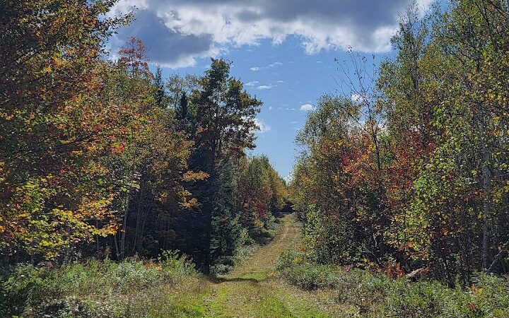 Meadowbrook Forest - Blue Hill Heritage Trust - Ellsworth, ME