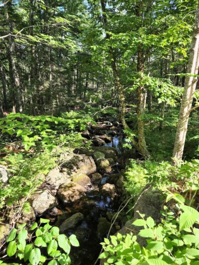 Meadowbrook Forest - Blue Hill Heritage Trust - Ellsworth, ME