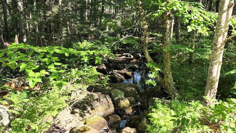 Meadowbrook Forest - Blue Hill Heritage Trust - Ellsworth, ME