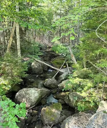 Meadowbrook Forest - Blue Hill Heritage Trust - Ellsworth, ME