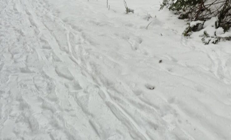 Woodlawn Grounds and Trails - Ellsworth, ME