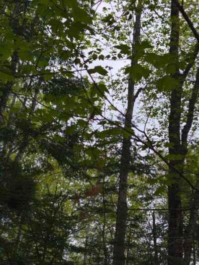 Woodlawn Grounds and Trails - Ellsworth, ME