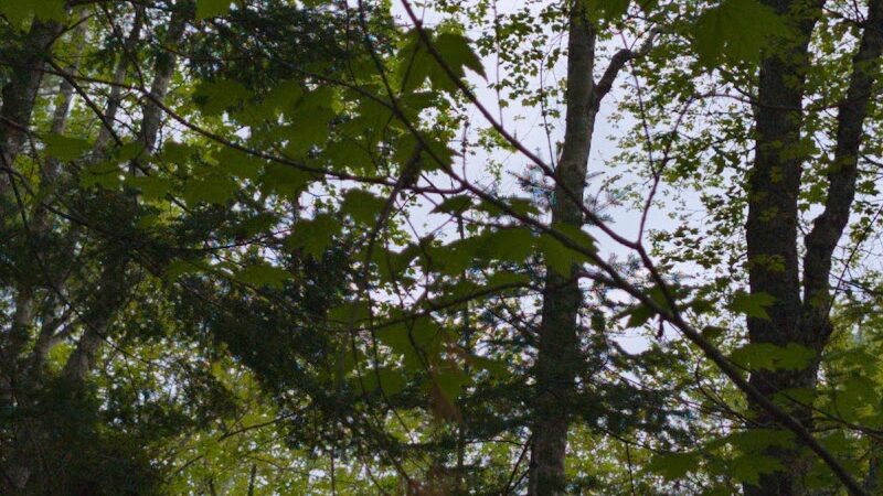 Woodlawn Grounds and Trails - Ellsworth, ME