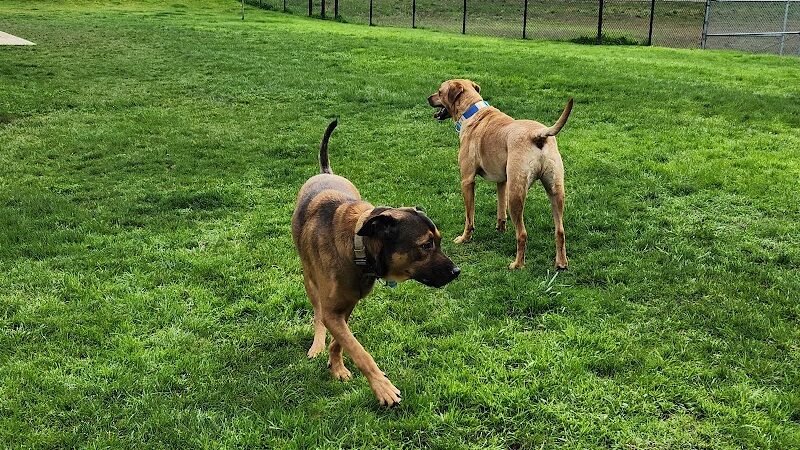 Martin Family Dog Park - Elma, WA
